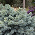 St. Mary's Blue Spruce